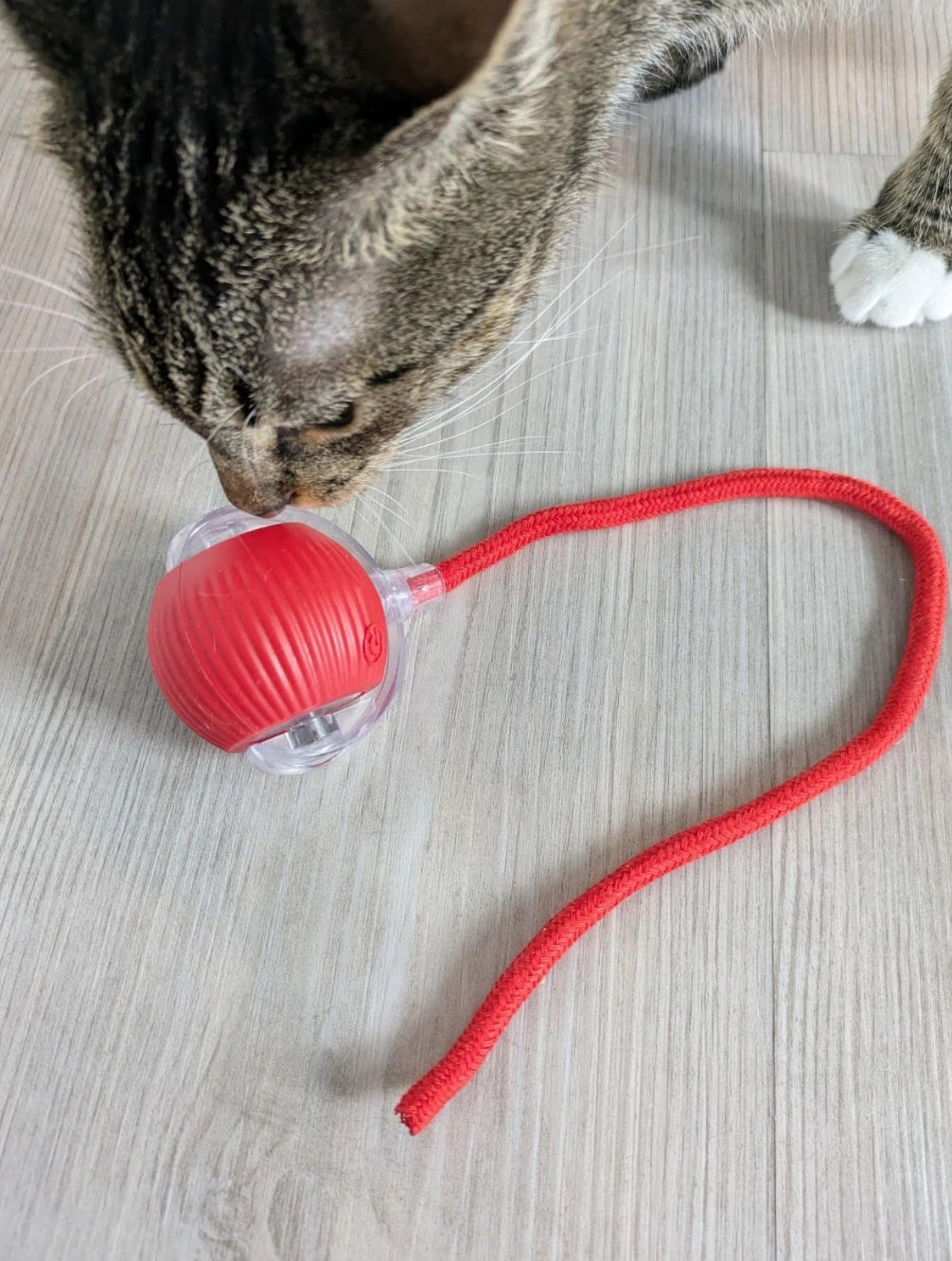 Cat/Dog dancing ball